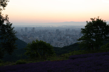 北海道　ラベンダー　札幌　朝日　紫　夏　日の出