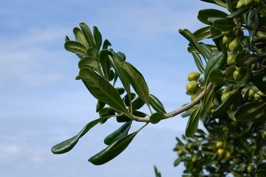 Chinesischer Klebsame