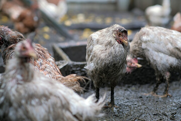Dirty Chicken Stands in Muddy Environment Among Other Chickens at a Farm During Overcast Weather in the Early Afternoon