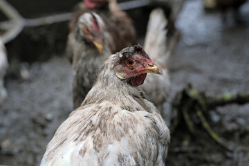 Dirty Chicken Stands in Muddy Environment Among Other Chickens at a Farm During Overcast Weather in the Early Afternoon