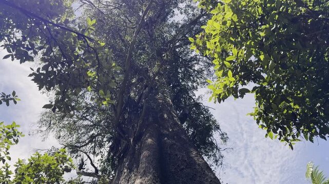 massive blue tier Kauri tree standing along a hiking path through the virgin rain forest of Tasmania.