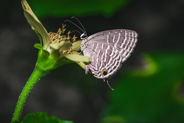 A butterfly is sucking flower nectar