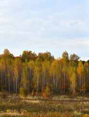 Fototapeta premium Autumn forest on a cloudy day, Russia
