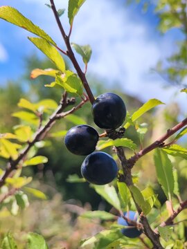   Prunus spinosa. Ciruelo silvestre. Ara&ntilde;&oacute;n. Endrino. 