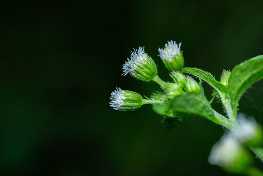 Latar belakang hijau. Bunga Ironweed kecil. Cyanthillium cinereum