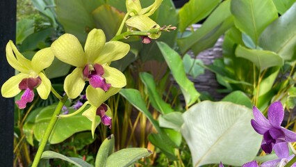 purple orchid in garden