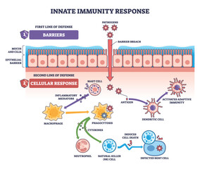 Innate immunity response diagram showing epithelial barrier breach, macrophage phagocytosis, and dendritic cell signaling to adaptive defense. Outline diagram