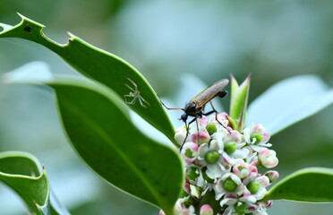 insecte dipt&egrave;re