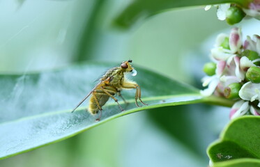 insecte