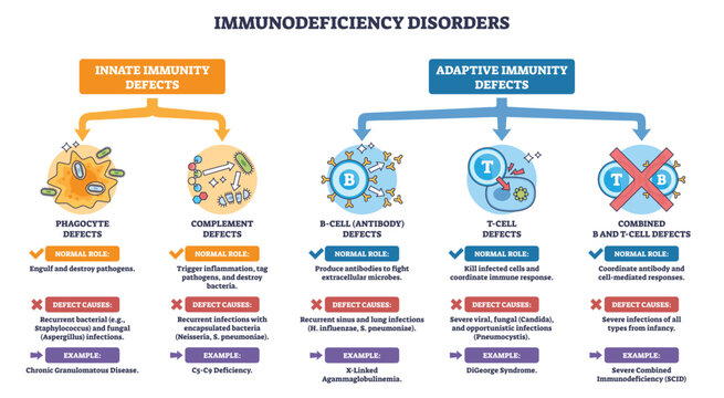 Immunodeficiency disorders outline showing innate vs adaptive defects, key icons, B-cell, T-cell, phagocyte. Explains roles and causes across categories. Outline diagram