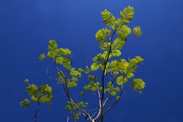 Jacaranda Tree