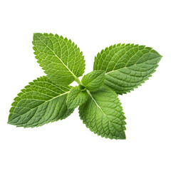 Fresh mint leaves close-up Photoshoot isolated on white background, showcasing vibrant green color and intricate leaf venation details