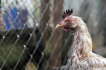 Dirty Chicken Standing Near a Fence in a Rural Area During Daylight Hours With a Blurred Background