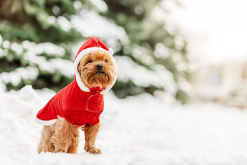 Funny dog in Santa costume on snowy winter day.