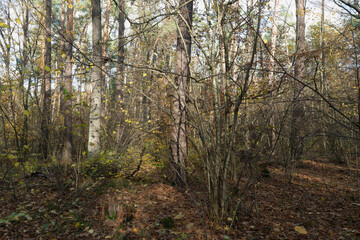 Dense Autumn Forest Undergrowth with Fallen Leaves