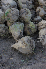 A large pile of recently harvested sugar beets covered in dirt and soil rests outdoors during the daytime harvest season.