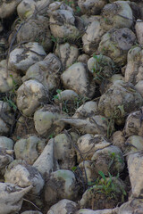 A large pile of recently harvested sugar beets covered in dirt and soil rests outdoors during the daytime harvest season.