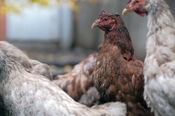 A dirty chicken stands prominently in a farmyard surrounded by other chickens The setting shows the realistic slightly untidy environment typical of rural life in the daytime