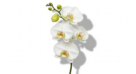 Obraz premium Elegant White Orchid Stem with Shadow on White Background Studio Shot.