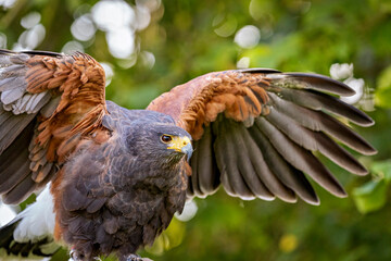The Harris's Hawk (Parabuteo unicinctus)