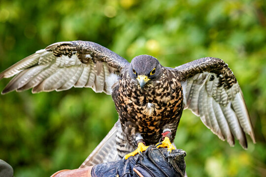 The saker falcon (Falco cherrug)