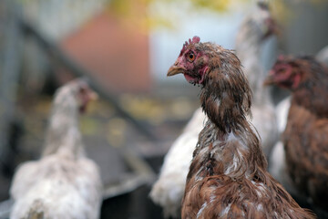 A dirty chicken stands prominently in a farmyard surrounded by other chickens The setting shows the realistic slightly untidy environment typical of rural life in the daytime