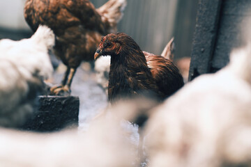A dirty chicken stands prominently in a farmyard surrounded by other chickens The setting shows the realistic slightly untidy environment typical of rural life in the daytime