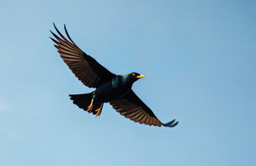 Obraz premium Blackbird with yellow beak and orange legs flies freely across bright blue sky. Bird opens wings wide, feathers detailed, wingspan majestic. Fauna in natural habitat.