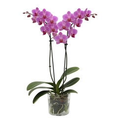 Vibrant pink orchid plant in pot isolated on white background 