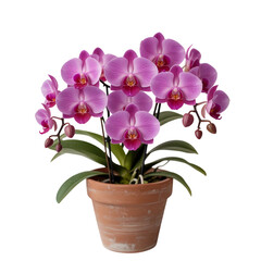 Vibrant pink orchid plant in pot isolated on white background 