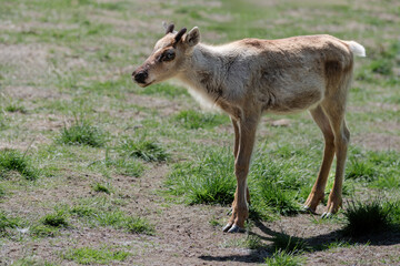 A Juvenile Reindeer (Rangifer Tarandus) Standing On A Meadow