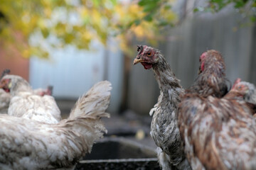 Dirty Chickens Roaming in a Farmyard During an Overcast Afternoon