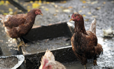 Dirty Chickens Roaming in a Farmyard During an Overcast Afternoon