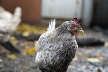 Dirty Chicken in a Rural Setting During the Afternoon Light With Visible Dirt on Its Feathers and Surroundings