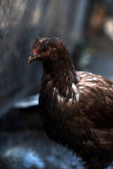 Dirty Chicken in a Rural Setting During the Afternoon Light With Visible Dirt on Its Feathers and Surroundings