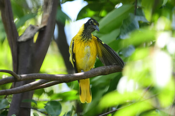 A Black-hooded Oriole (Oriolus xanthornus) is a striking bird with a bright yellow body, a solid black hood, and a pinkish-red beak, commonly found in Asia.