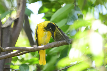A Black-hooded Oriole (Oriolus xanthornus) is a striking bird with a bright yellow body, a solid black hood, and a pinkish-red beak, commonly found in Asia.