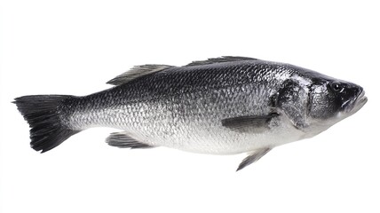 Obraz premium seabass. A fresh sea bass displayed on a white background, showcasing detailed scales and fins under studio lighting. menu design.