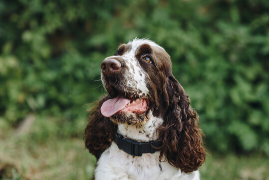 brown and white spaniel dog sitting in park on green grass in sunny summer day, closeup face view, dogwalking concept