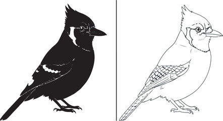 Jay bird vector silhouette and line art drawing for wildlife logo design template.