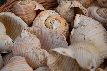 Rapana seashells in a basket at a souvenir shop