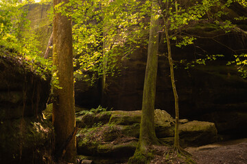tree in the forest with sunlight 