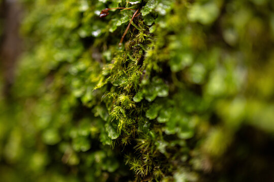 green moss on tree close up macro