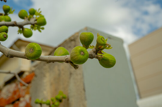 Young fig buds on branches in early spring in the Balkans - Powered by Adobe