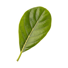 Fresh green jackfruit leaf isolated on transparent background
