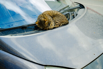 Striped street cat lying comfortably on the windshield of a parked car. Urban animal behavior scene showing relaxation, warmth, and everyday city life.
