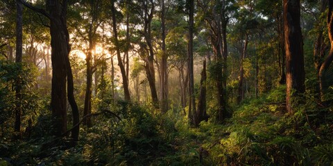 Obraz premium Sunset lights up a dense forest canopy with towering trees and lush greenery creating a serene natural setting