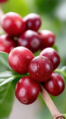 Close Up Macro View of Ripe Red Coffee Cherries Growing on a Branch with Green Leaves and Water Droplets in Natural Sunlight