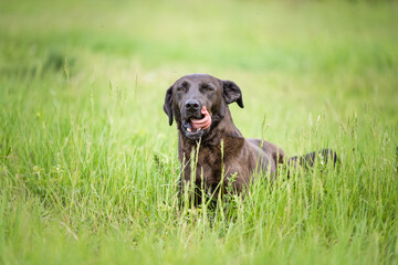 Beautiful big black mixed breed dog resting on the meadow during photographing in purpose of...