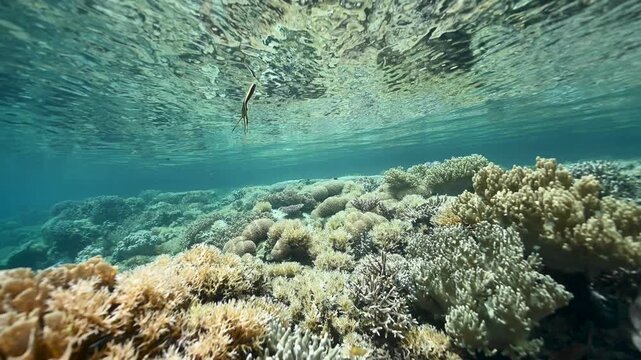 Pristine hard corals and juvenile batfishes, Platax teira, Raja Ampat Indonesia.